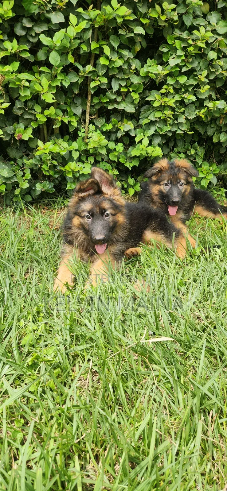 1-3 months Male Purebred German Shepherd