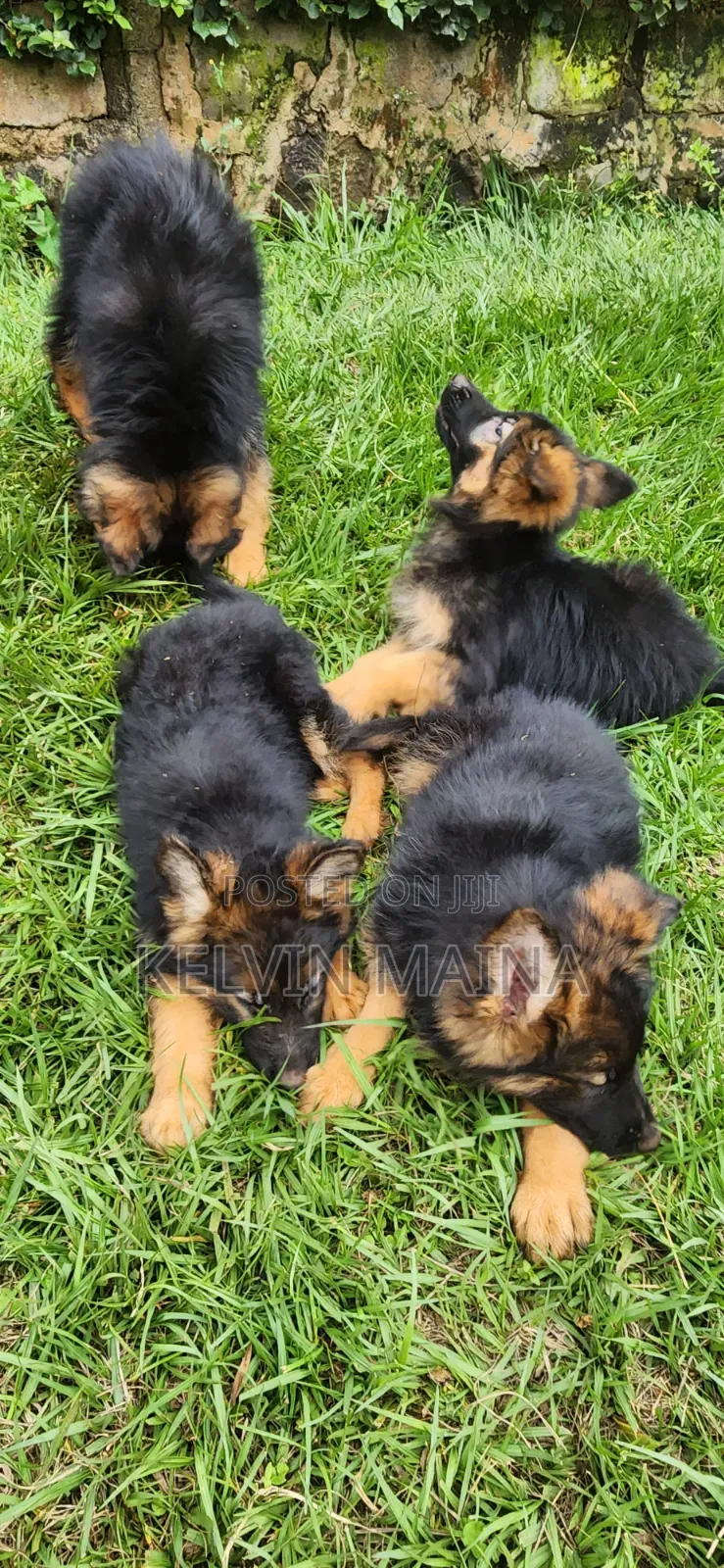 1-3 months Male Purebred German Shepherd