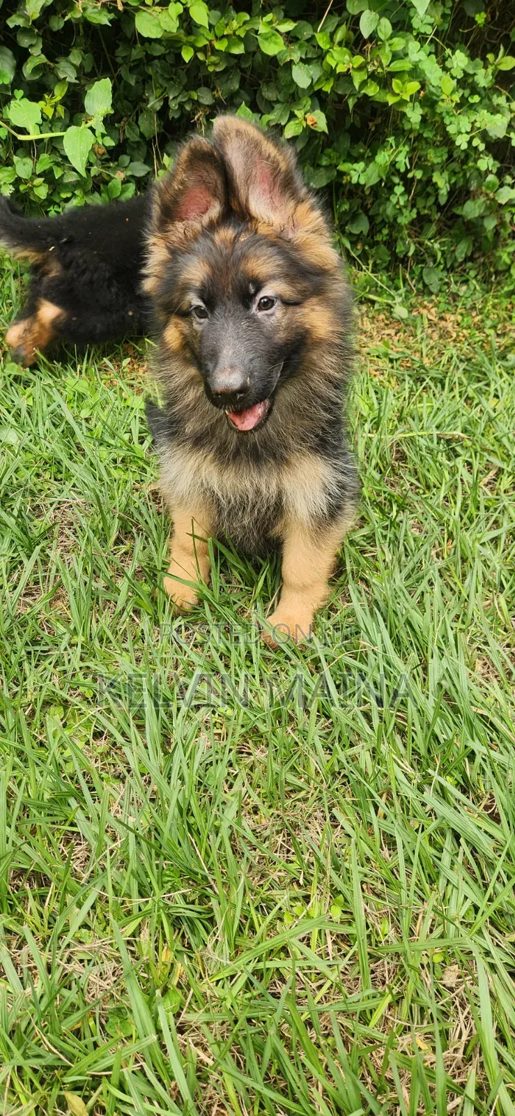 1-3 months Male Purebred German Shepherd