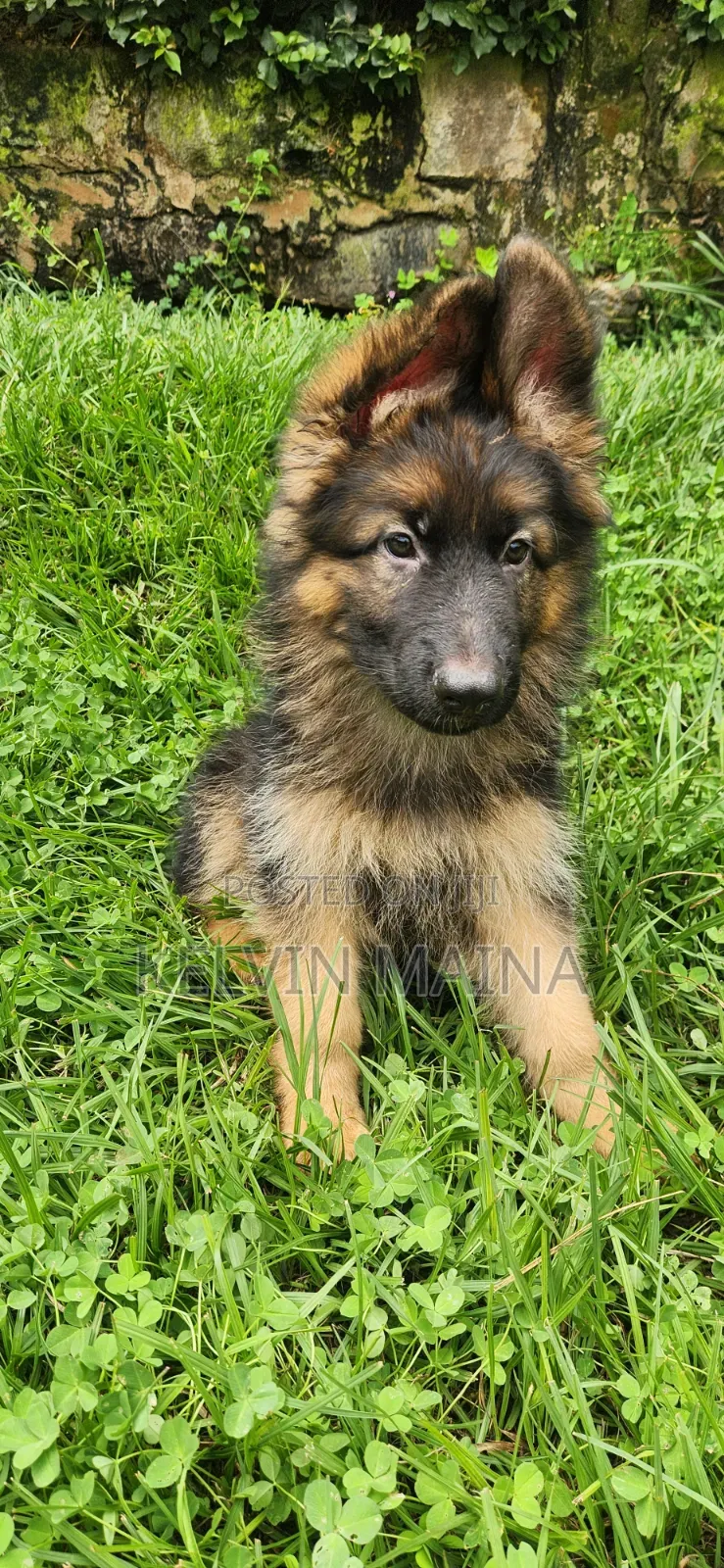 1-3 months Male Purebred German Shepherd