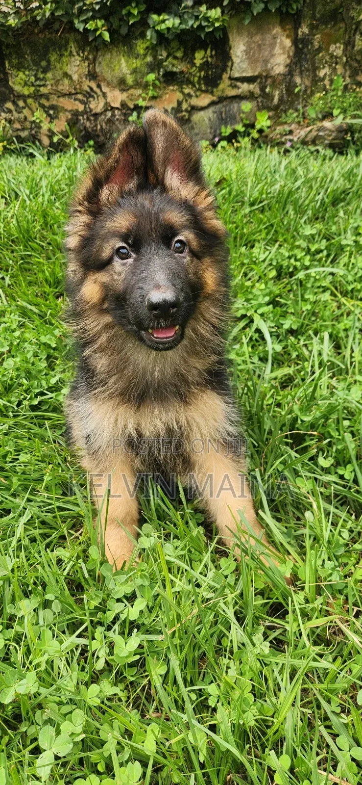 1-3 months Male Purebred German Shepherd