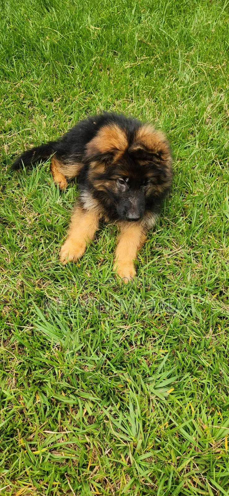 1-3 months Male Purebred German Shepherd