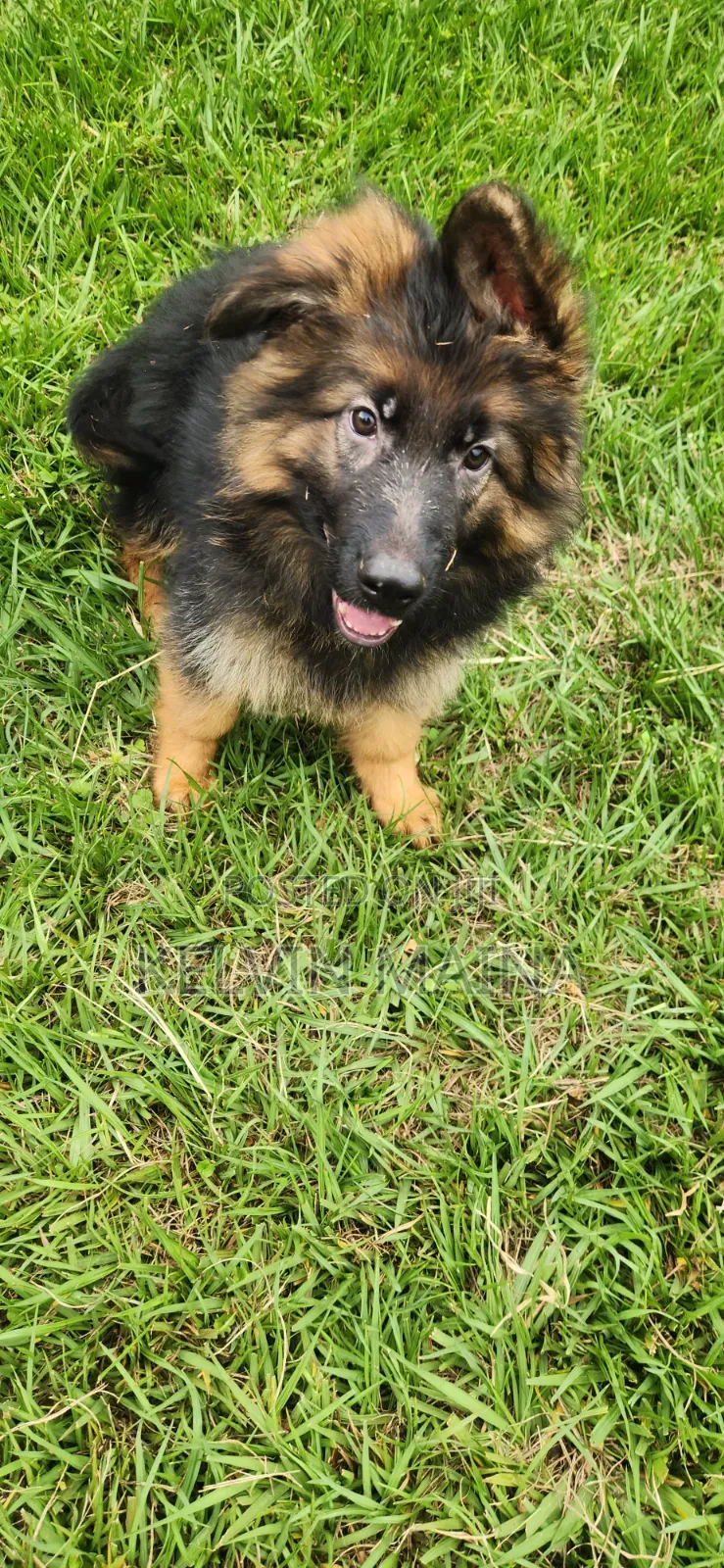 1-3 months Male Purebred German Shepherd