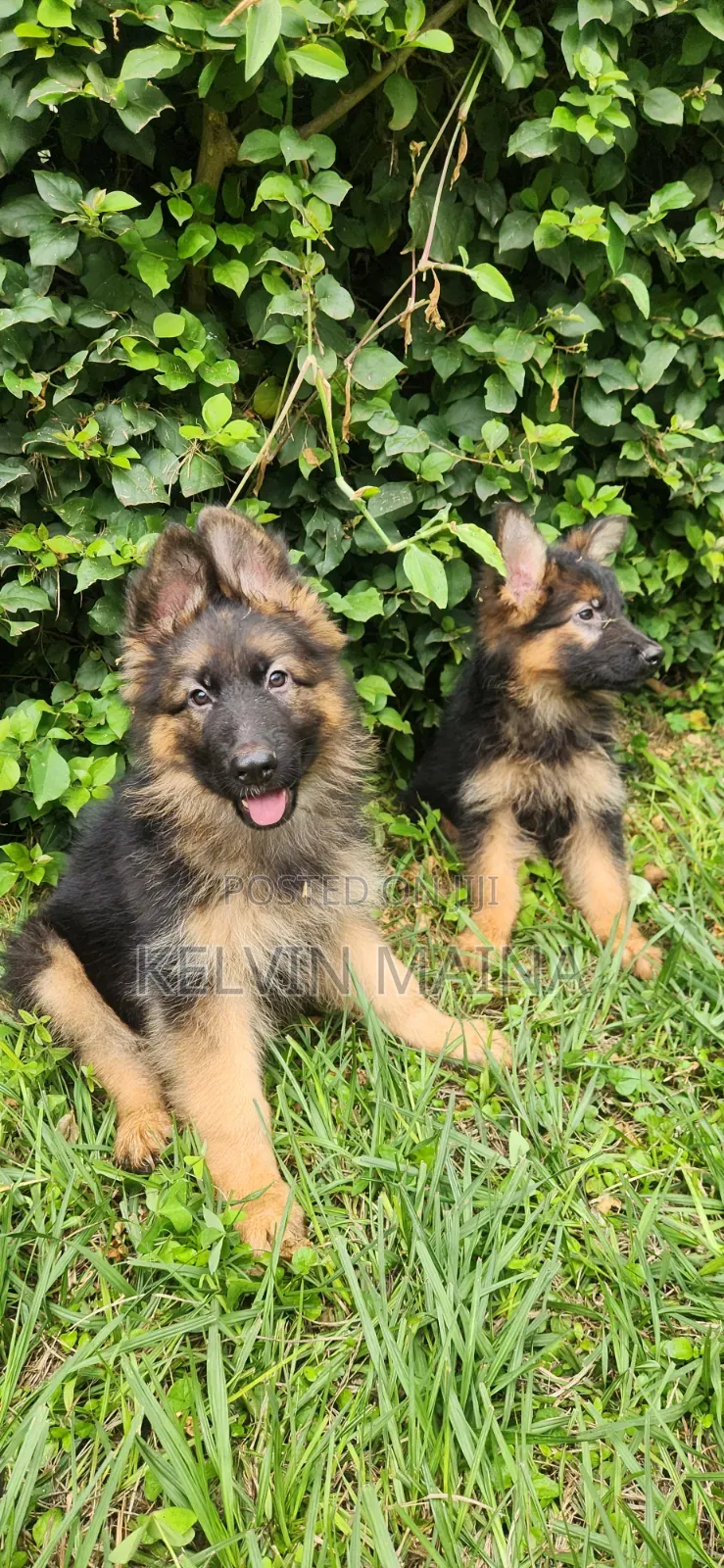 1-3 months Male Purebred German Shepherd