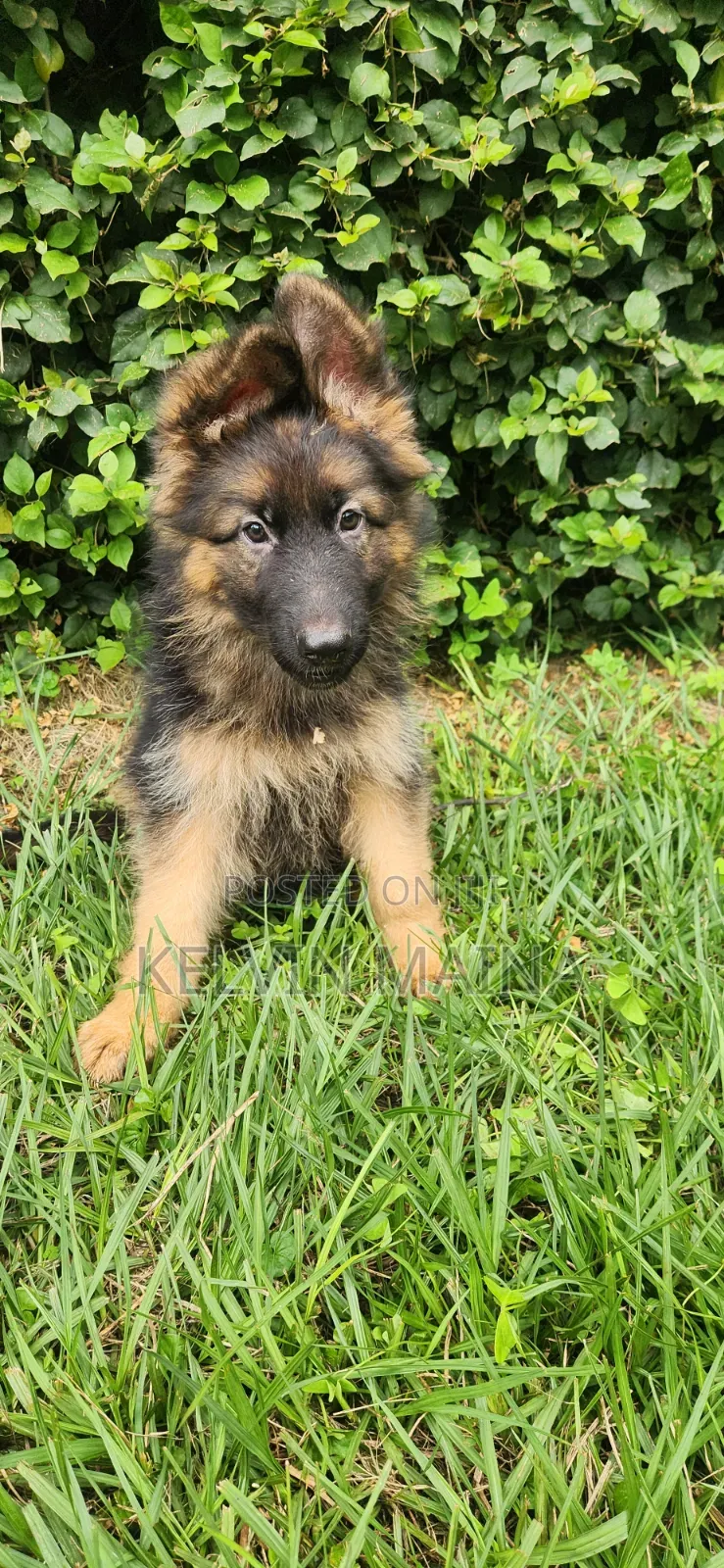 1-3 months Male Purebred German Shepherd