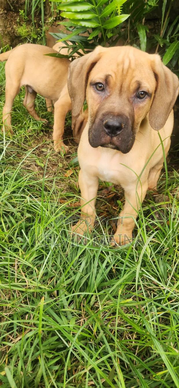 3-6 months Male Purebred Boerboel