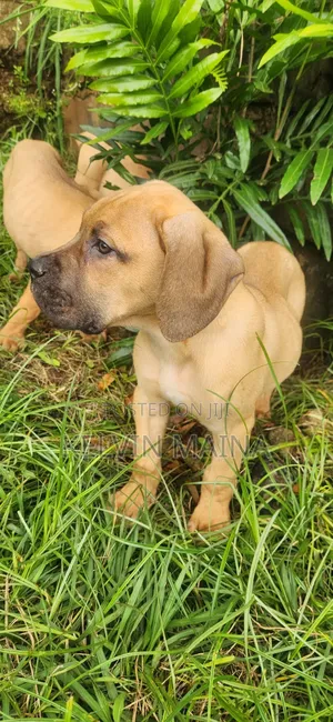 3-6 months Male Purebred Boerboel