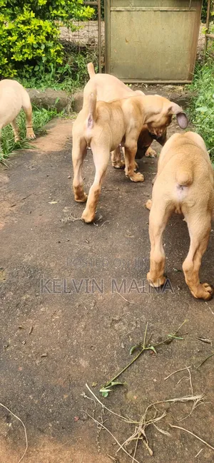 3-6 months Male Purebred Boerboel