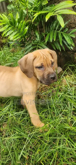 3-6 months Male Purebred Boerboel
