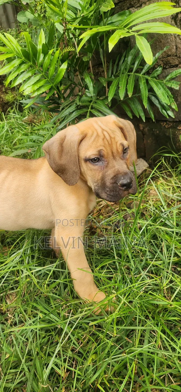 3-6 months Male Purebred Boerboel
