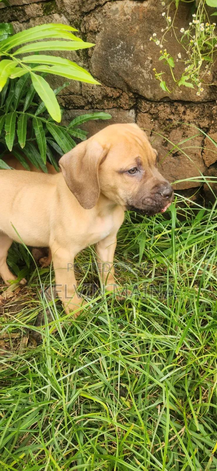 3-6 months Male Purebred Boerboel