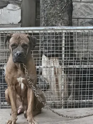1+ year Male Purebred Boerboel