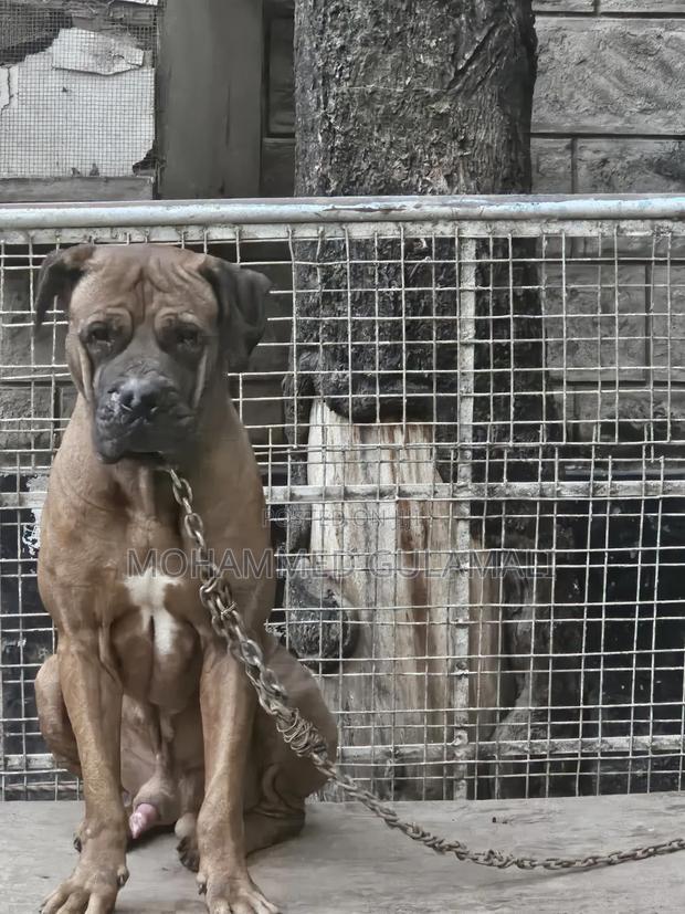 1+ year Male Purebred Boerboel