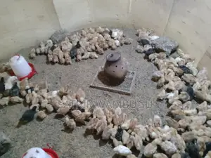 Improved Kienyeji Chicks