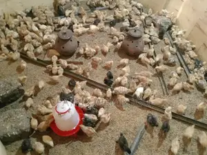 Improved Kienyeji Chicks
