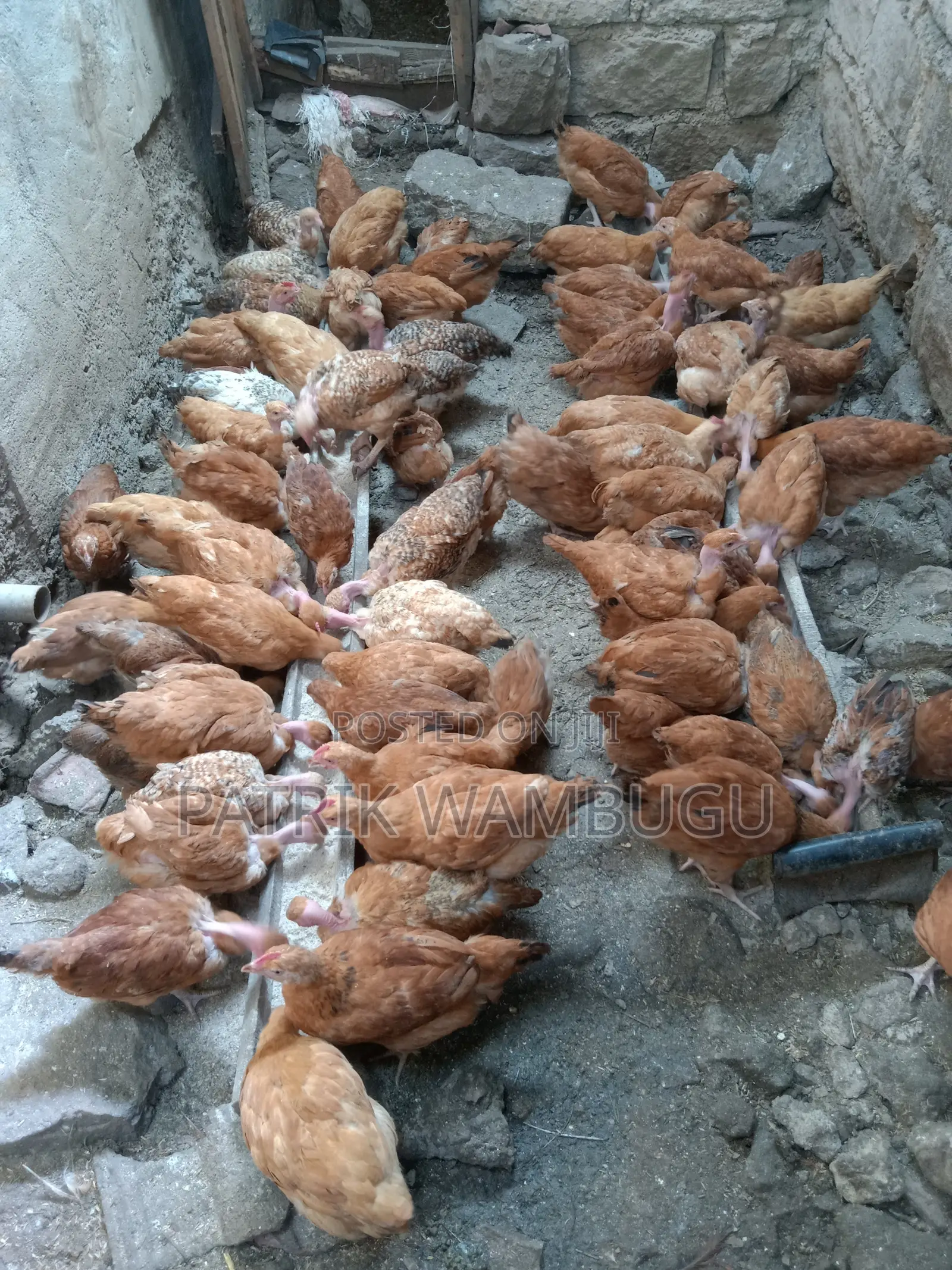 Improved Kienyeji Chicks