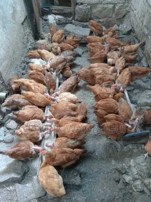 Improved Kienyeji Chicks