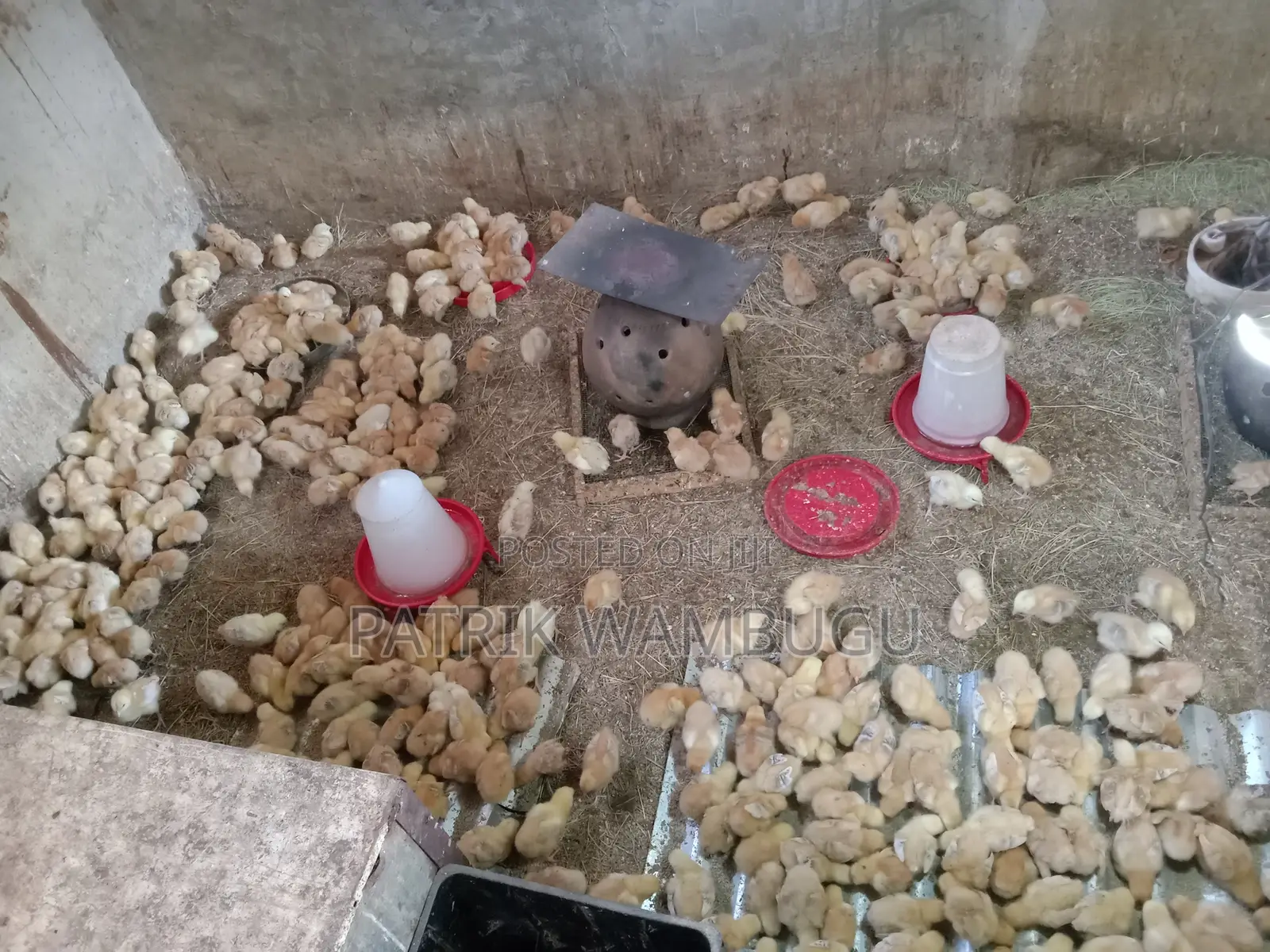 Improved Kienyeji Chicks