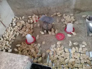 Improved Kienyeji Chicks