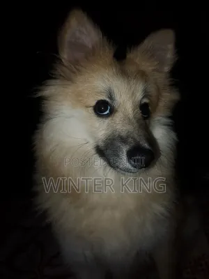 6-12 months Male Mixed Breed Japanese Spitz