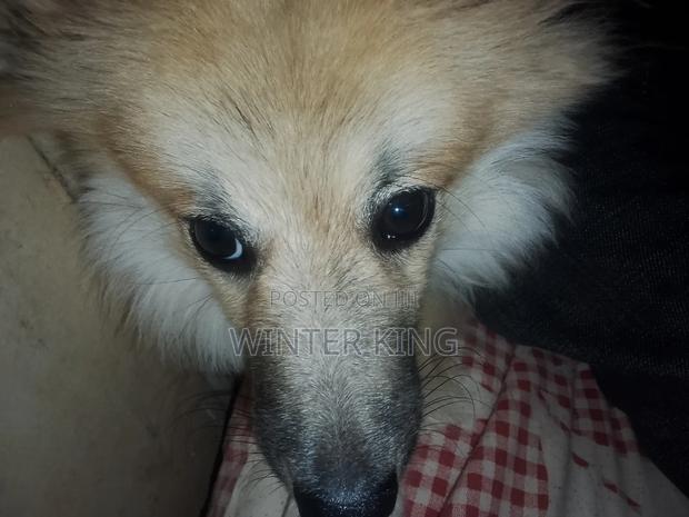 6-12 months Male Mixed Breed Japanese Spitz - thumbnail 2