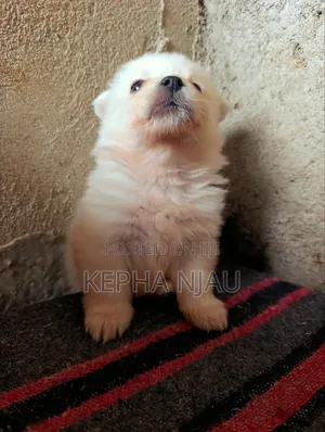 1-3 months Male Purebred Japanese Spitz