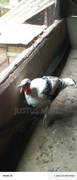 Adult Turkey