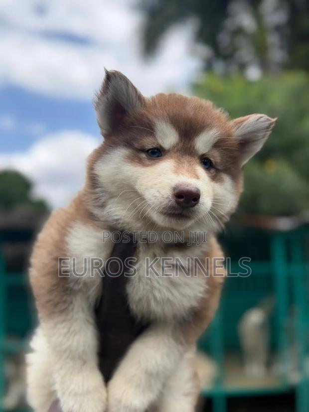 1-3 months Male Purebred Siberian Husky - thumbnail 2