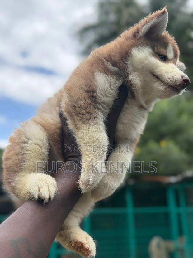 1-3 months Male Purebred Siberian Husky - thumbnail 3