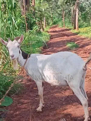 Dairy Goat for Milk Production