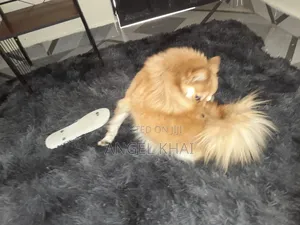 6-12 months Female Mixed Breed Japanese Spitz