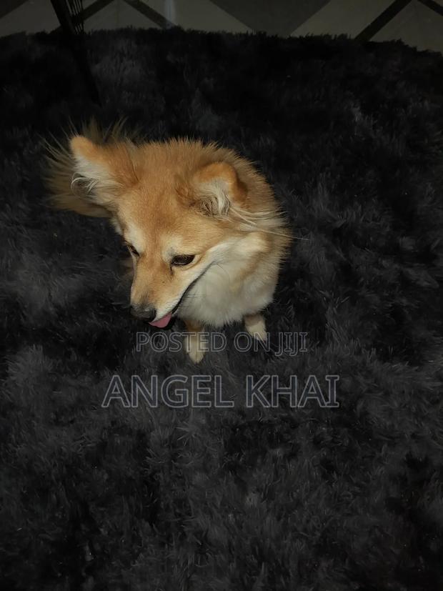 6-12 months Female Mixed Breed Japanese Spitz - thumbnail 3