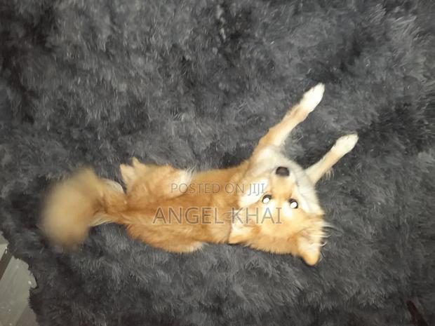 6-12 months Female Mixed Breed Japanese Spitz - thumbnail 5