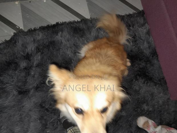 6-12 months Female Mixed Breed Japanese Spitz - thumbnail 6