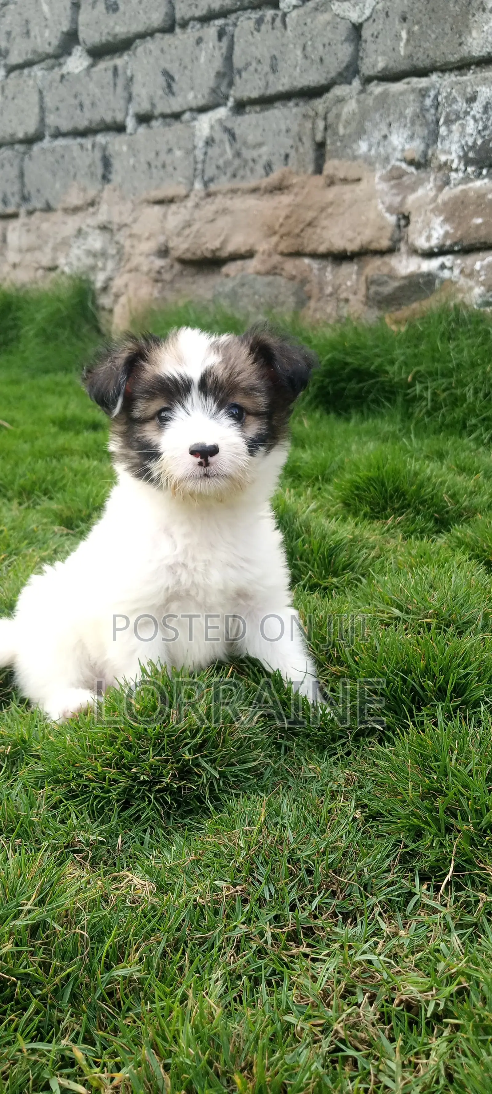 1-3 months Female Mixed Breed Chihuahua