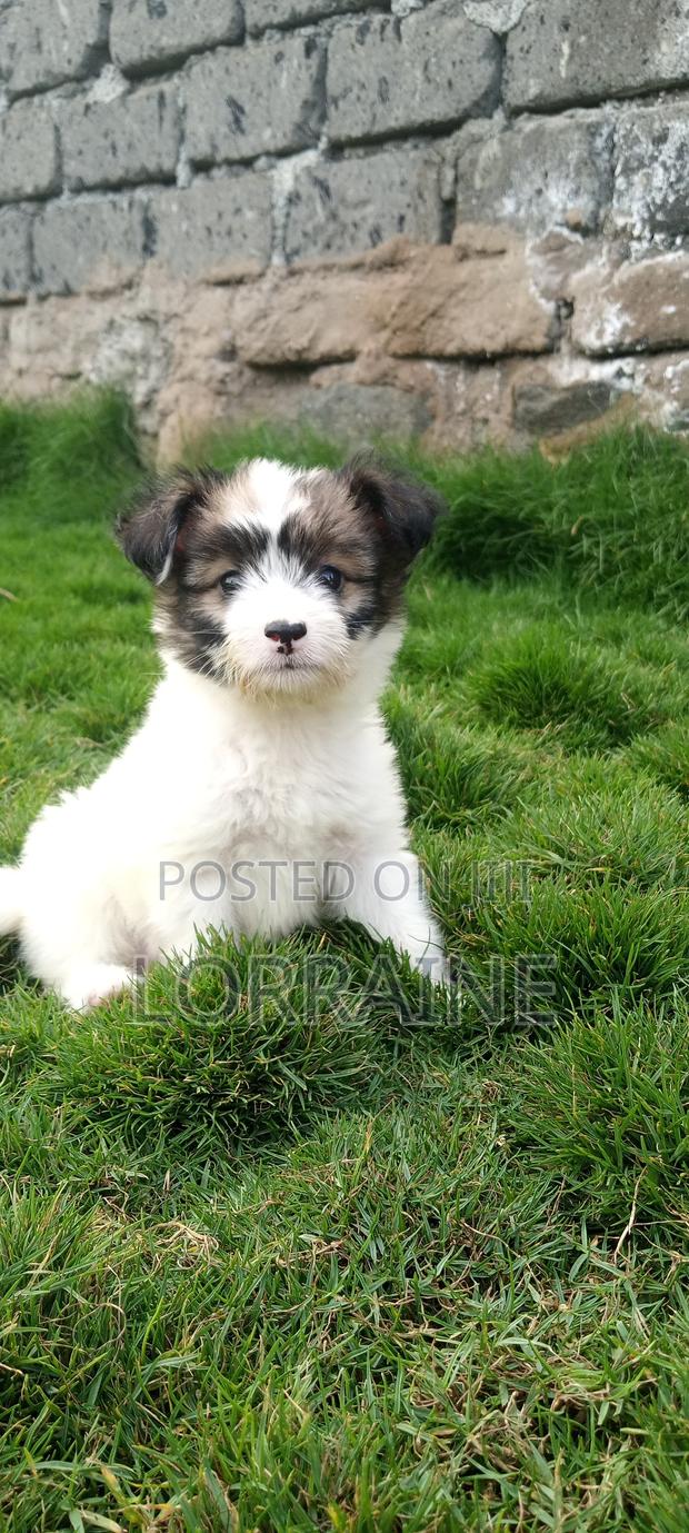 1-3 months Female Mixed Breed Chihuahua
