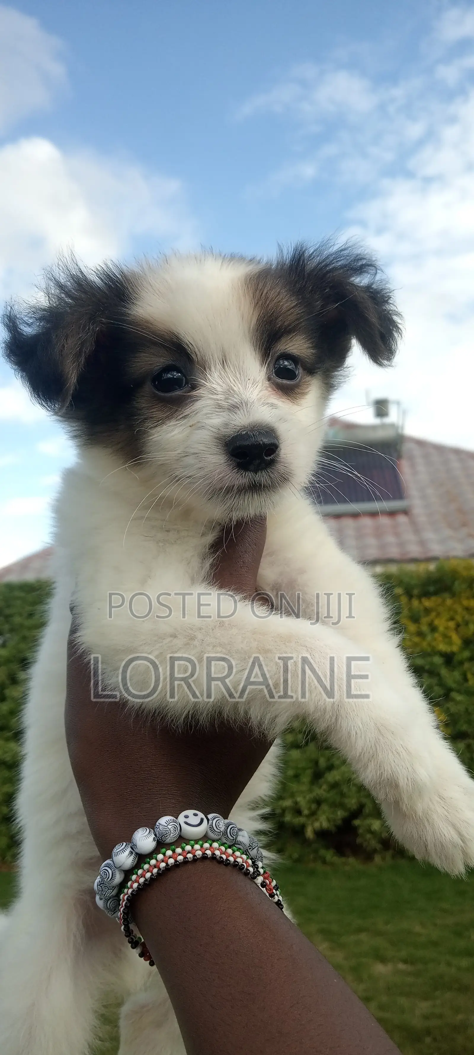 1-3 months Female Mixed Breed Chihuahua