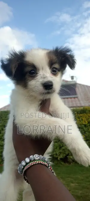 1-3 months Female Mixed Breed Chihuahua