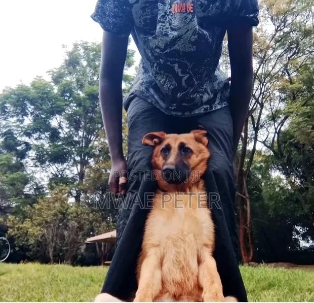 1+ year Male Purebred Dog