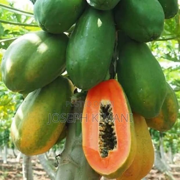 Dwarf Pawpaw Seedlings - thumbnail 2