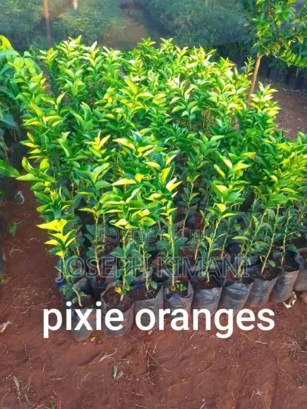 Pixies Oranges Seedlings
