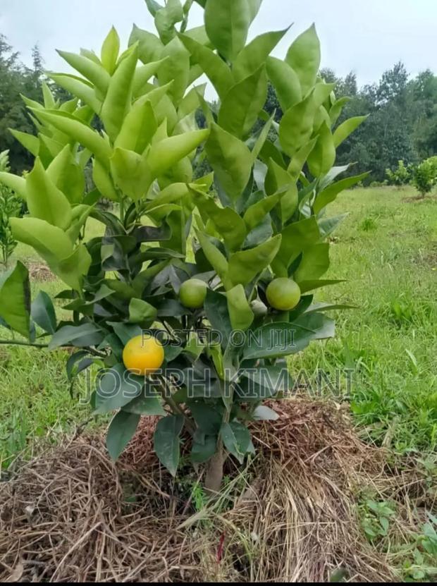 Pixies Oranges Seedlings - thumbnail 4