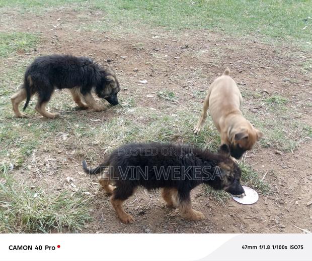 1-3 months Female Purebred German Shepherd - thumbnail 7