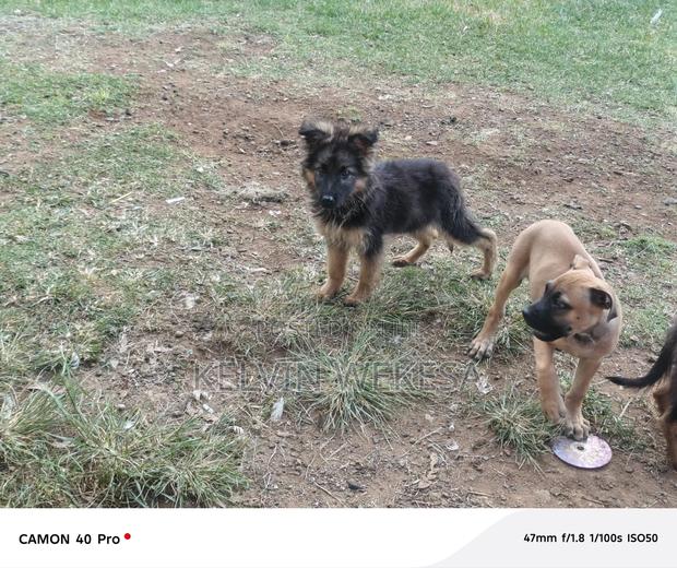 1-3 months Female Purebred German Shepherd