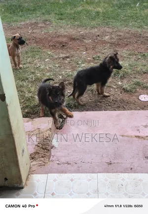 1-3 months Female Purebred German Shepherd