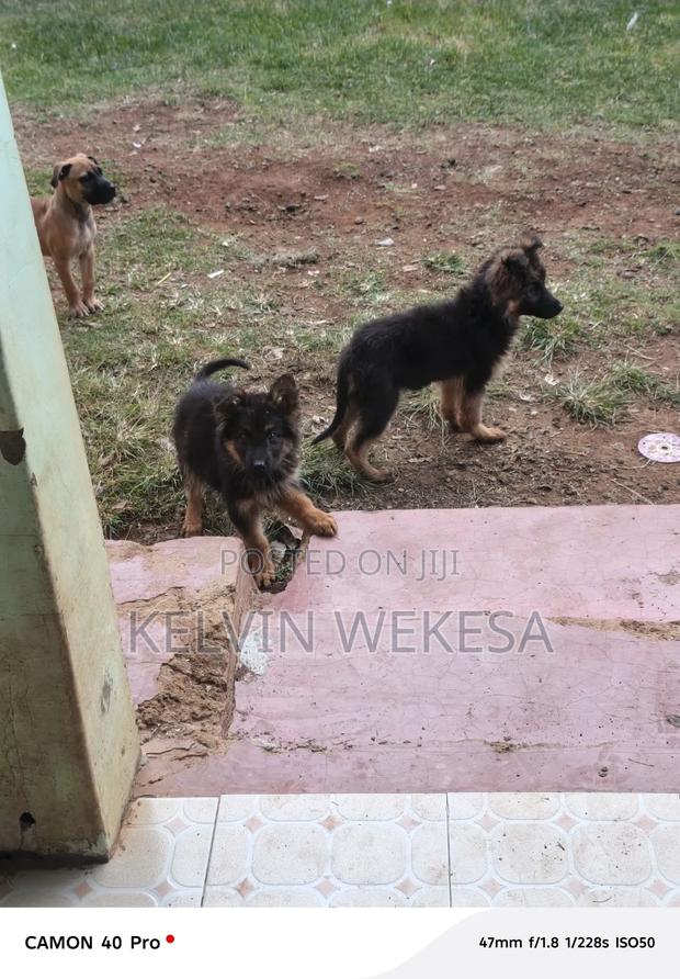 1-3 months Female Purebred German Shepherd - thumbnail 3