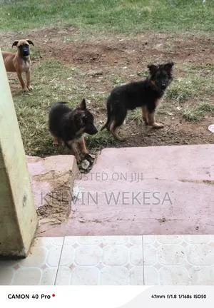 1-3 months Female Purebred German Shepherd