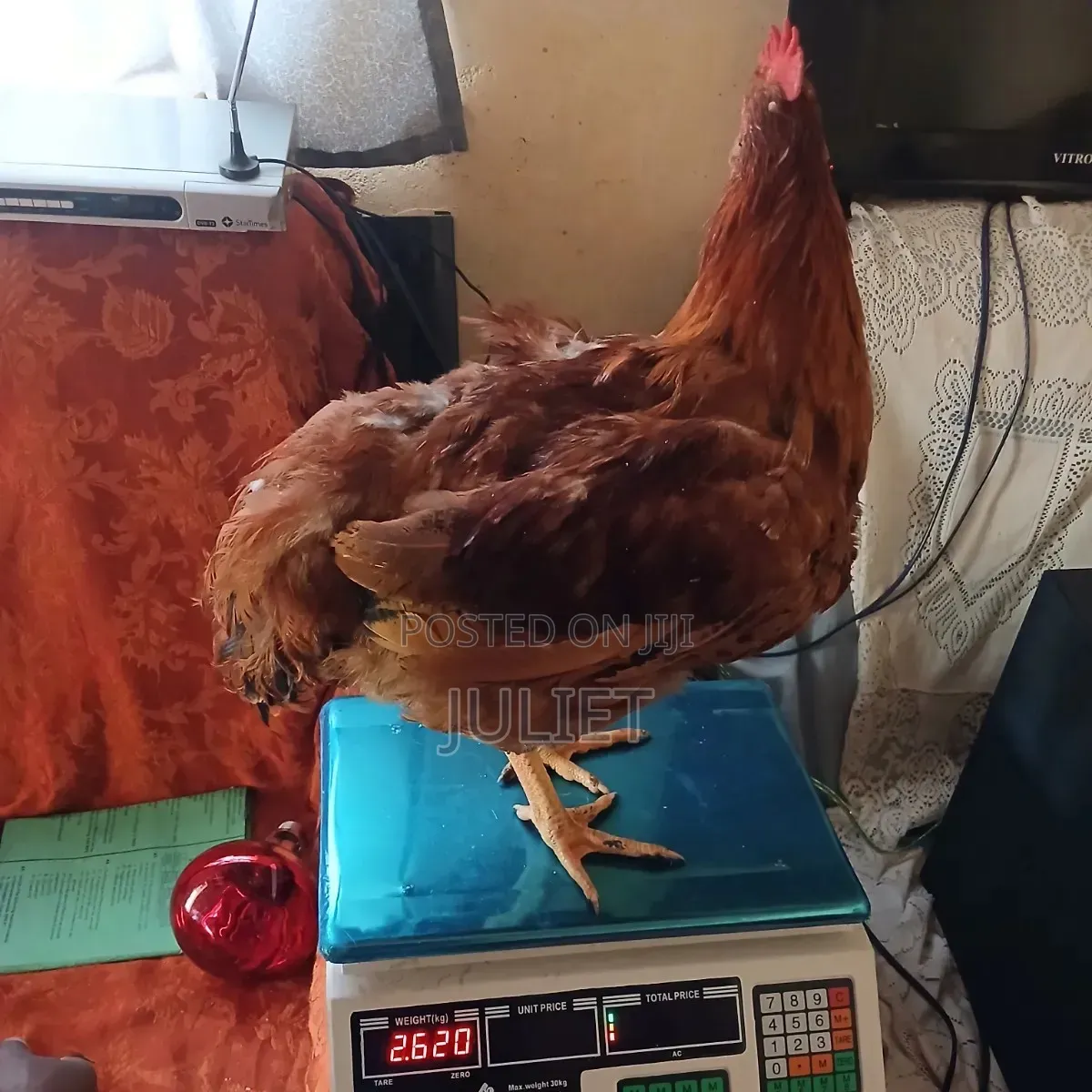 Happy Chicken Farm