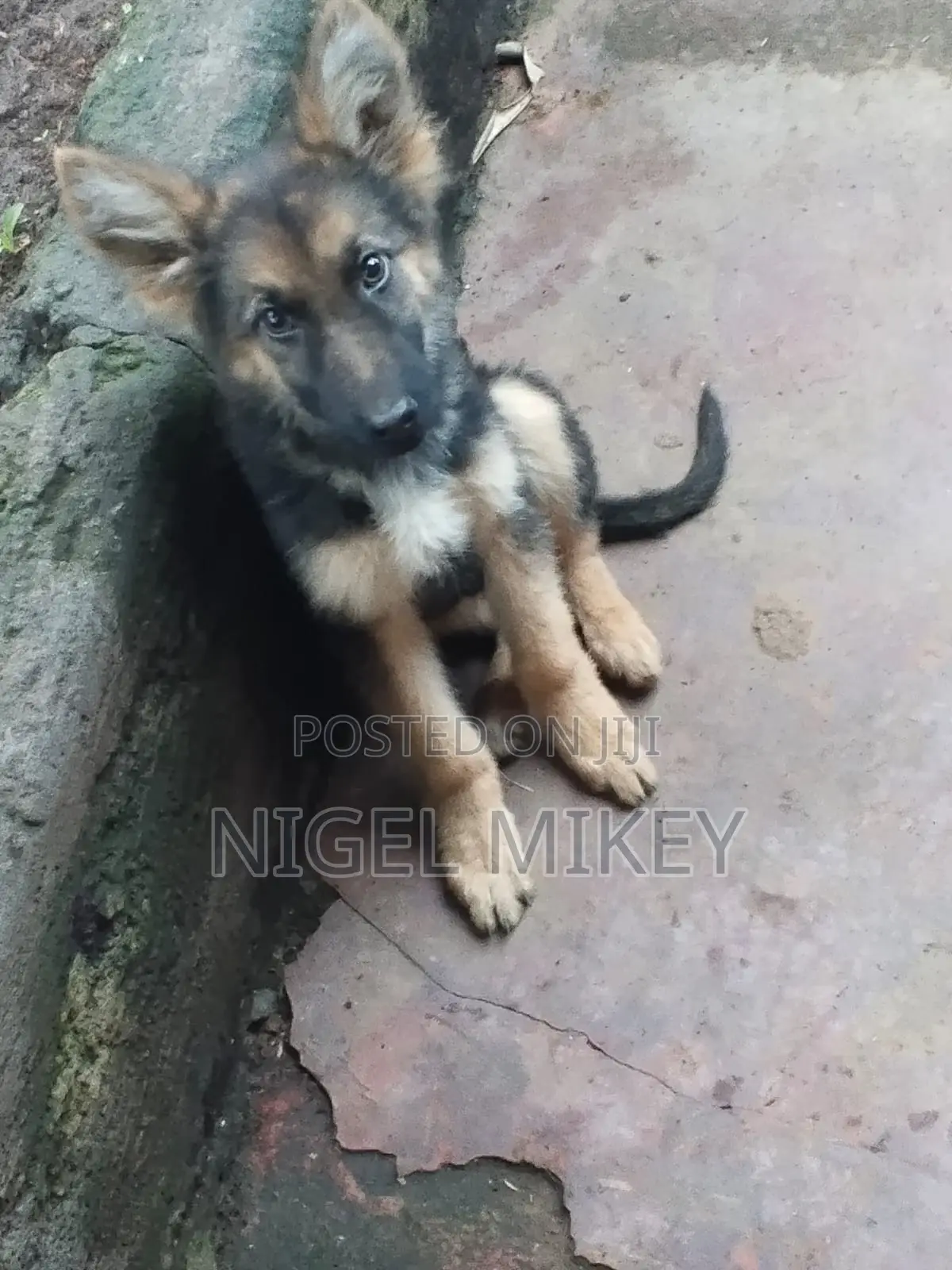 3-6 months Male Purebred German Shepherd