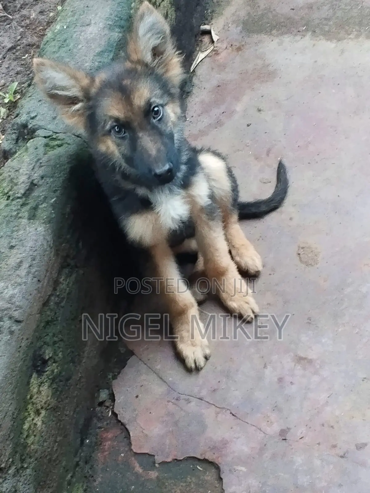 3-6 months Male Purebred German Shepherd